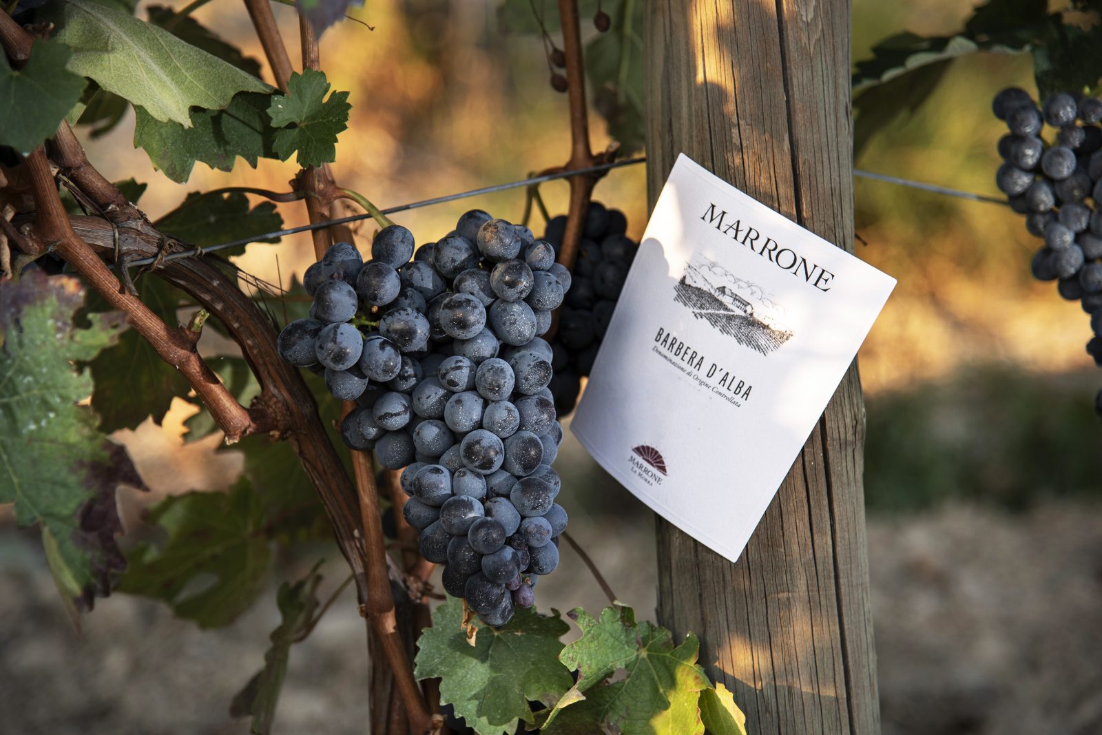 https___www.agricolamarrone.com_wp-content_uploads_2019_09_agricola-marrone-gallery-hd-10-1600x1067