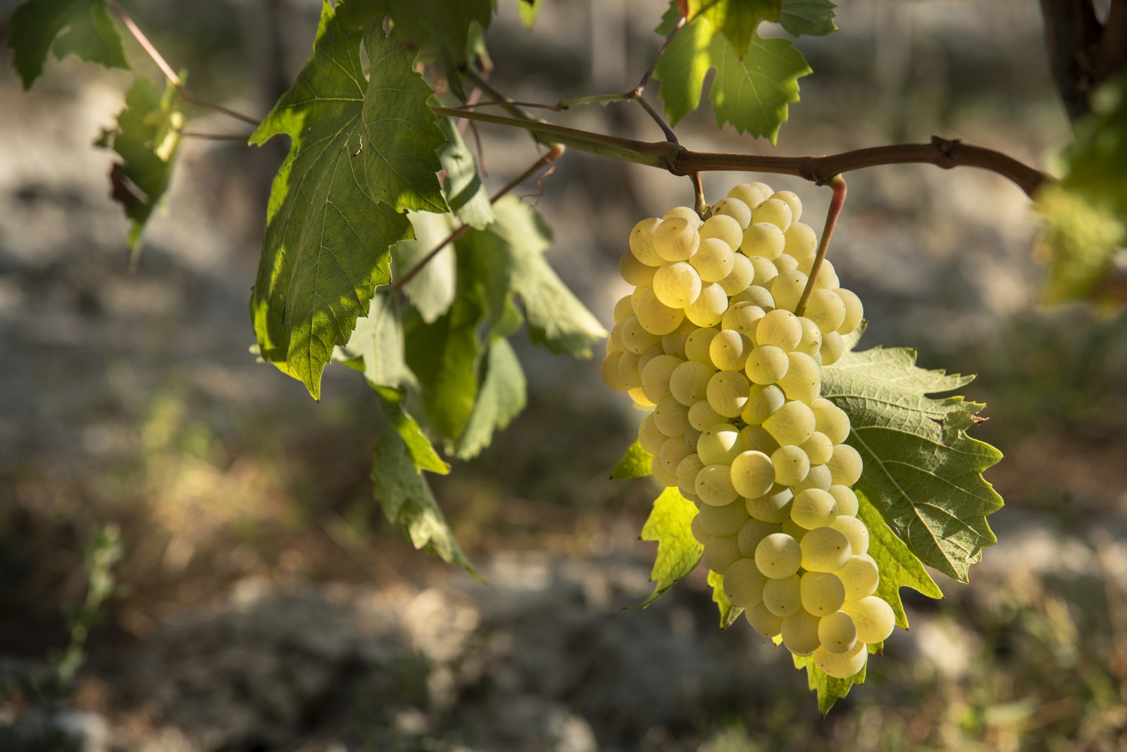 https___www.agricolamarrone.com_wp-content_uploads_2019_09_agricola-marrone-hd-25-1600x1068